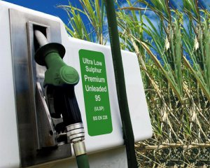 M&iacute;a tạo ra nhiều dầu diesel sinh học hơn đậu tương với chi ph&iacute; thấp hơn
