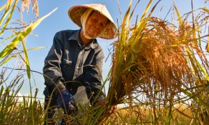 ĐBSCL: Chủ n&ocirc;ng hộ l&agrave; nam hay nữ th&iacute;ch ứng với biến đổi kh&iacute; hậu tốt hơn?