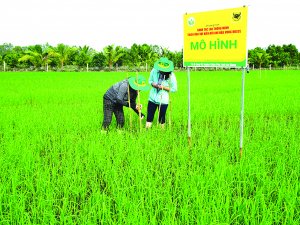 ĐBSCL: N&ocirc;ng hộ nhỏ kh&oacute; chuyển đổi sang m&ocirc; h&igrave;nh canh t&aacute;c l&uacute;a bền vững