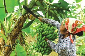 Ph&aacute;t hiện lo&agrave;i nấm đe dọa c&acirc;y chuối ở Việt Nam