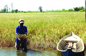 Thời điểm ph&aacute; hủy hệ sinh th&aacute;i s&ocirc;ng Mekong sẽ tới nhanh hơn
