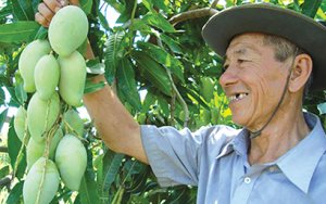 Ph&acirc;n b&oacute;n c&oacute; thể g&oacute;p phần tăng lợi nhuận cho người trồng xo&agrave;i ở Việt Nam