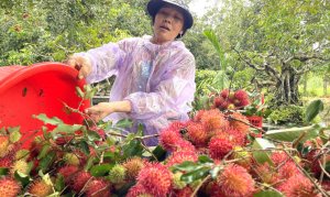 Sản xuất bột từ dịch chiết vỏ ch&ocirc;m ch&ocirc;m bằng phương ph&aacute;p sấy bọt xốp