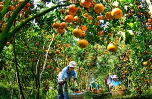 N&ocirc;ng sản v&agrave;o EU: R&agrave;o cản kỹ thuật hay luật chơi c&ocirc;ng bằng?