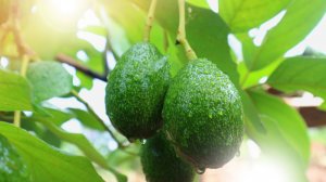 Sử dụng si&ecirc;u m&atilde; vạch eDNA để nhận diện c&aacute;c lo&agrave;i thụ phấn, th&uacute;c đẩy năng suất c&acirc;y trồng
