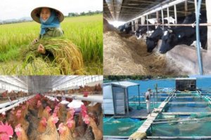 Ch&iacute;nh s&aacute;ch hỗ trợ bảo hiểm n&ocirc;ng nghiệp