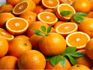 Tăng cường khả năng chống chọi với biến đổi kh&iacute; hậu cho quả c&oacute; m&uacute;i