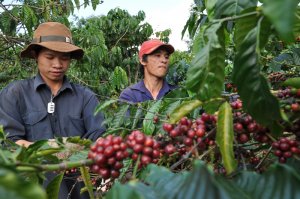 Việt Nam bước v&agrave;o cuộc cạnh tranh khốc liệt