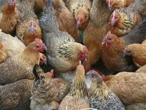 Kh&aacute;ng kh&aacute;ng sinh tăng cao trong chăn nu&ocirc;i gia cầm ở Ấn Độ g&acirc;y lo ngại