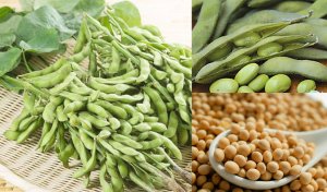 Gi&aacute; đậu tương ở mức cao nhất kể từ đầu th&aacute;ng 10-2024