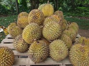 Ng&agrave;nh trồng sầu ri&ecirc;ng c&oacute; thể bị ảnh hưởng nếu kh&ocirc;ng c&oacute; lo&agrave;i dơi thụ phấn
