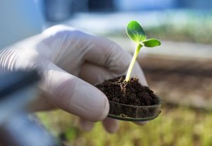 C&aacute;c bộ trưởng n&ocirc;ng nghiệp EU k&ecirc;u gọi nới lỏng quy định chỉnh sửa gene c&acirc;y trồng