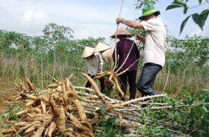 Kết quả ban đầu trong nghi&ecirc;n cứu tạo tế b&agrave;o trần từ m&ocirc; sẹo ph&ocirc;i h&oacute;a của một số giống sắn Việt Nam