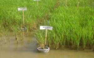 Nghi&ecirc;n cứu chọn tạo giống l&uacute;a chịu mặn chất lượng cao