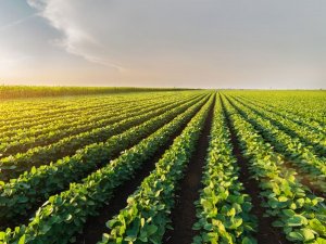Mở ra c&aacute;c c&ocirc;ng tắc ph&acirc;n tử cho khả năng h&oacute;a giải ức chế mặn ở đậu tương: những tiến bộ gần đ&acirc;y v&agrave; triển vọng sản xuất c&acirc;y trồng th&ocirc;ng minh chịu mặn