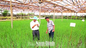 Ảnh hưởng của brassinolide trong hạn chế t&aacute;c hại của mặn tr&ecirc;n l&uacute;a trồng trong nh&agrave; lưới