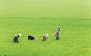Giải cứu gạo Việt 
