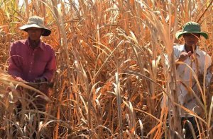 Việt Nam sẽ rơi v&agrave;o cảnh hạn h&aacute;n?