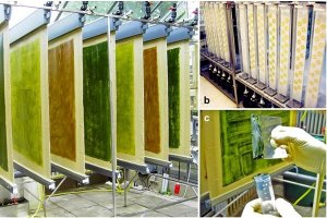 Hệ thống Twin-Layer: Tăng cường hiệu suất nu&ocirc;i trồng vi tảo
