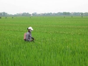 Tái cơ cấu trồng trọt: 7 mặt hàng nâng hạng trên 1 tỉ USD