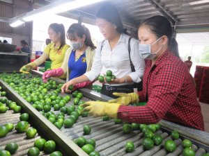 Những vấn đề về ph&aacute;t triển HTX n&ocirc;ng nghiệp giai đoạn 2021-2025