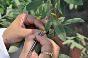 Tạo t&iacute;nh trạng tốt cho đậu thuần dưỡng qua lai ch&eacute;o với đậu hoang