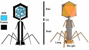 Sử dụng phage kiểm so&aacute;t dịch bệnh c&acirc;y trồng