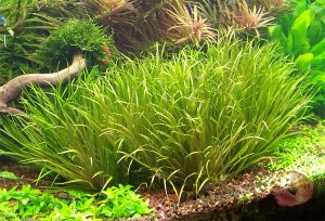 Phản ứng bất ngờ của thực vật với h&agrave;m lượng carbon dioxide cao trong kh&ocirc;ng kh&iacute;.
