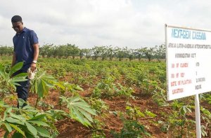 Khoa học Nigeria giải quyết th&aacute;ch thức của c&acirc;y sắn