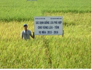 Hiệu quả của ph&acirc;n hữu cơ v&agrave; kali đến rửa mặn trong đất v&agrave; năng suất l&uacute;a ở v&ugrave;ng l&uacute;a - t&ocirc;m tại huyện Mỹ Xuy&ecirc;n - S&oacute;c Trăng