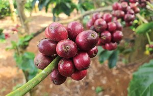 Mặt nổi, mặt ch&igrave;m của gi&aacute; c&agrave; ph&ecirc; robusta