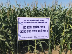 Kết quả chọn tạo giống ng&ocirc; lai đơn MAX7379