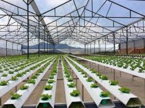 Tập trung xây dựng nền nông nghiệp thông minh 