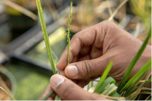 B&agrave;n luận về hướng dẫn đầu kiểm so&aacute;t chi cỏ ph&ugrave; thủy  (WITCHWEED)