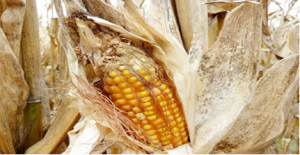 &Aacute;p dụng nh&acirc;n giống nấm c&oacute; phải l&agrave; phương ph&aacute;p chống lại việc nhiễm aflatoxin tr&ecirc;n bắp hay kh&ocirc;ng?
