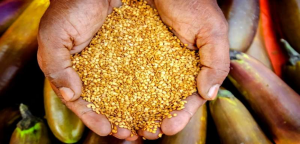 Trồng c&agrave; t&iacute;m biến đổi gen Bt mang lại lợi &iacute;ch cho người n&ocirc;ng d&acirc;n Bangladesh