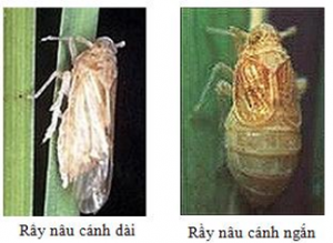 Th&agrave;nh tựu di truyền t&iacute;nh kh&aacute;ng rầy n&acirc;u của c&acirc;y l&uacute;a v&agrave; gen mới BPH35