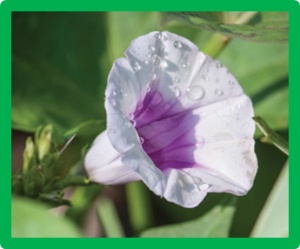 T&ocirc;̉ng quan di truy&ecirc;̀n c&acirc;y khoai lang (Ipomoea batatas Lam.)