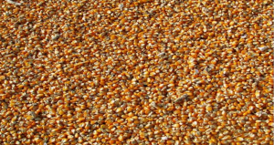 Kỹ thuật dựa tr&ecirc;n tr&iacute; tuệ nh&acirc;n tạo cho ph&eacute;p tự động h&oacute;a ph&acirc;n t&iacute;ch hạt giống