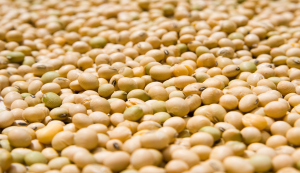 Tăng h&agrave;m lượng protein trong c&aacute;c loại c&acirc;y lương thực ch&iacute;nh gi&uacute;p giảm bớt t&igrave;nh trạng thiếu hụt protein to&agrave;n cầu