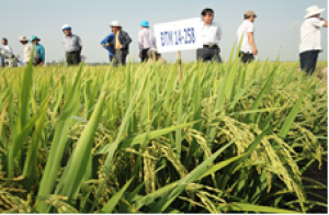 Giống l&uacute;a được c&ocirc;ng nhận sản xuất thử ĐTM 14-258 v&agrave; ĐTM 17-1