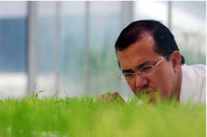 Nghi&ecirc;n cứu QTL l&uacute;a chịu mặn tr&ecirc;n cơ sở chỉ thị SNP, quần thể bi-parental c&acirc;y l&uacute;a (Oryza sativa L.)