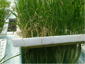 Những alen mới của pstol1 từ l&uacute;a hoang Oryza rufipogon điều khiển sự hấp thu l&acirc;n c&oacute; hiệu quả cao