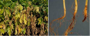 Thực hiện &ldquo;fine mapping&rdquo; gen kh&aacute;ng bệnh thối rễ đậu n&agrave;nh Rpswy  do nấm phytophthora, th&ocirc;ng qua giải tr&igrave;nh tự bộ gen qui m&ocirc; rộng (wide genome sequencing)