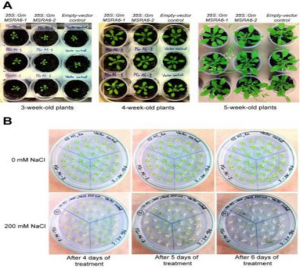 Nghi&ecirc;n cứu protein mẫn cảm với oxi h&oacute;a methionine v&agrave; vai tr&ograve; của enzyme methionine sulfoxide reductase đối với c&acirc;y n&ocirc;ng nghiệp