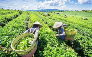 Lượng ch&egrave; xuất khẩu 10 th&aacute;ng giảm tr&ecirc;n 10%, dự b&aacute;o th&aacute;ng 11 thị trường ch&egrave; ổn định 