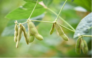 Tiết lộ những b&iacute; mật về vỏ quả m&agrave;u xanh: vai tr&ograve; của quả v&agrave; hạt đậu n&agrave;nh trong quang hợp