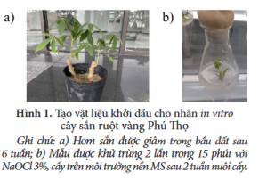 Nghi&ecirc;n cứu quy tr&igrave;nh nh&acirc;n in vitro c&acirc;y sắn ruột v&agrave;ng ph&uacute; thọ