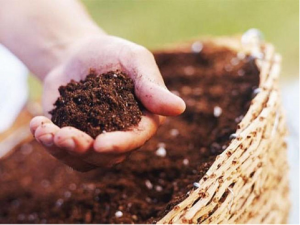 Ảnh hưởng của b&atilde; c&agrave; ph&ecirc; tươi l&ecirc;n sinh trưởng, năng suất một số c&acirc;y trồng v&agrave; đặc t&iacute;nh sinh học đất x&aacute;m bạc m&agrave;u từ huyện Mộc H&oacute;a, tỉnh Long An trong điều kiện nh&agrave; lưới 