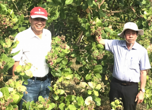 Ứng dụng canh t&aacute;c tiến tiến sản xuất điều xuất khẩu 